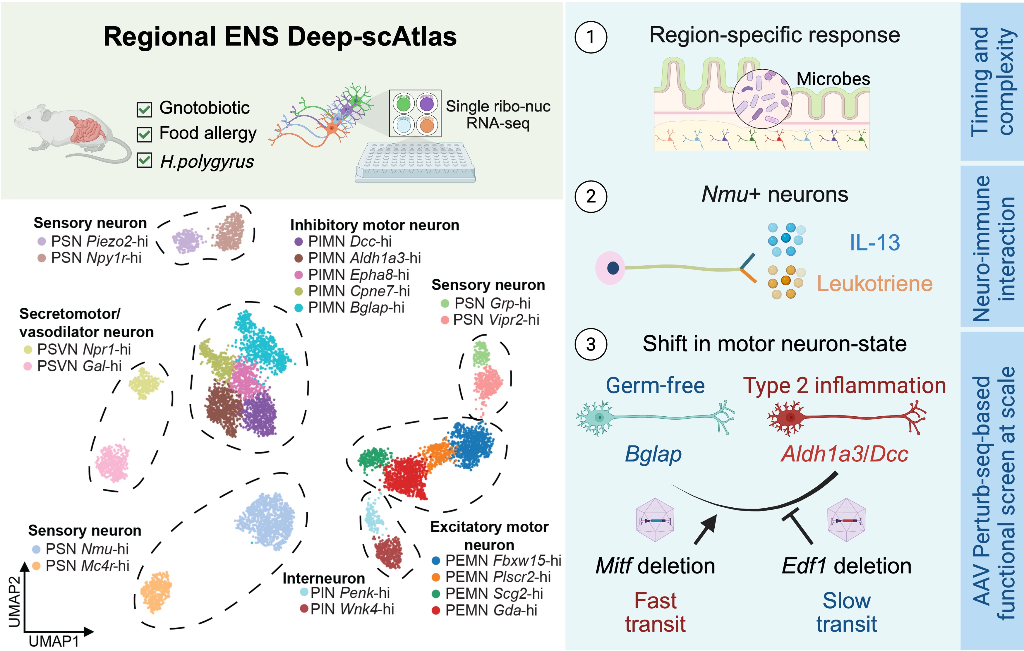 Regional encoding of enteric nervous system responses to microbiota and type 2 inflammation figure 1
