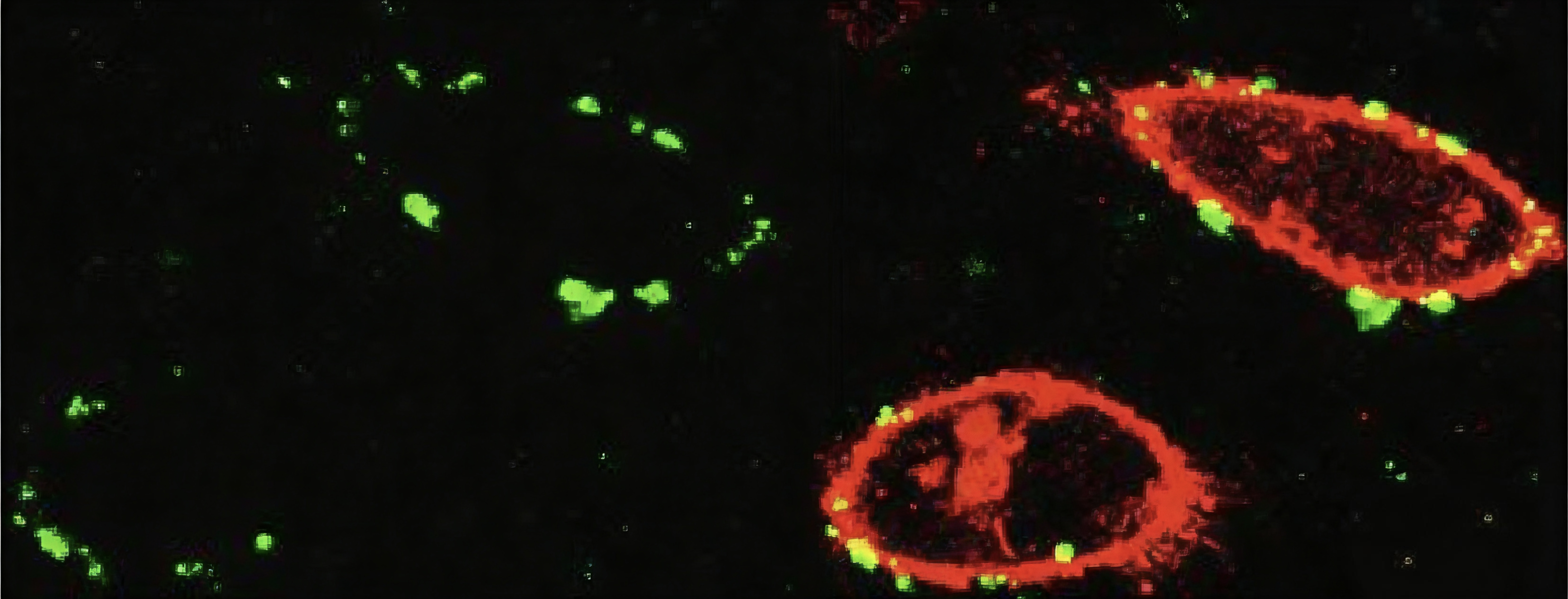 Deep Gut Optogenetics for Precision Neuroimmune Modulation