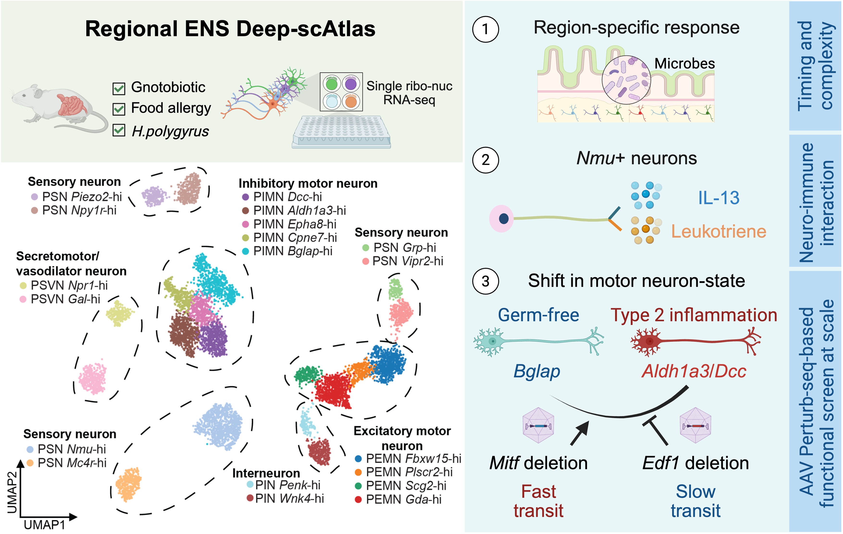 Regional encoding of enteric nervous system responses to microbiota and type 2 inflammation figure 1